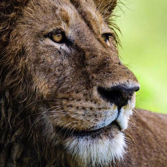 Meet your Posher, Darcey - Picture 1 of 1